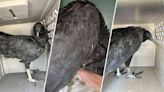 Vultures deemed 'too drunk to fly' after dumpster diving taken to 'rehab' center