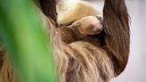 Name Chosen By Palm Beach Zoo For Wilbur's Baby Sloth | US 103.5 | Florida News