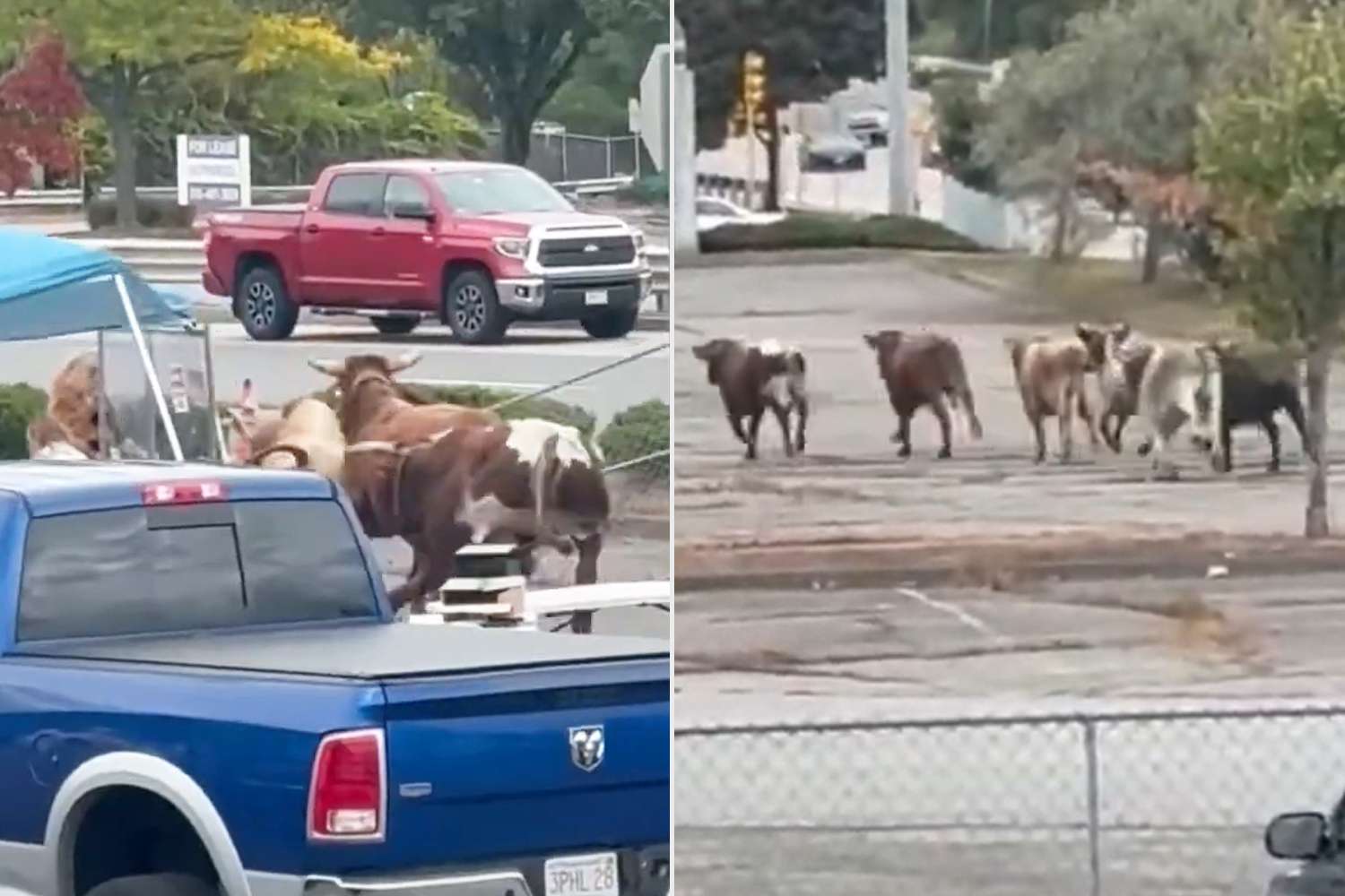 8 Bulls Escape Massachusetts Mall Rodeo, Causing Chaos — and One Is Still on the Loose