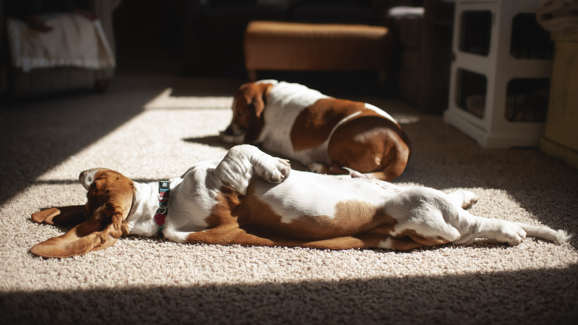 32 low-energy dog breeds for laid-back pet parents
