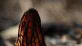 Morel mushrooms return to WA forests. What to know, how to avoid ‘poisonous’ lookalikes