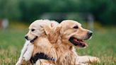 Golden Retriever Who Grew Up in Climbing Gym Gifts Her Favorite Nap Spot to Baby Sister