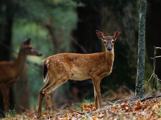 ODNR: Ohio special deer hunts for 2024-25 season