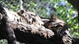 Clouded leopard located and 'safely secured' after it escaped from a Dallas zoo