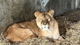 Lions rescued from war-torn Ukraine arrive in Yorkshire