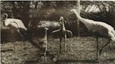 #TBT: Two famous whooping cranes made home in Aransas County in 1950s