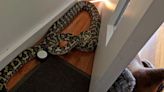 'Escaped' pet python found behind stranger's front door