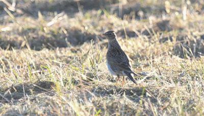 Skylark nests 'potentially destroyed' by mowing