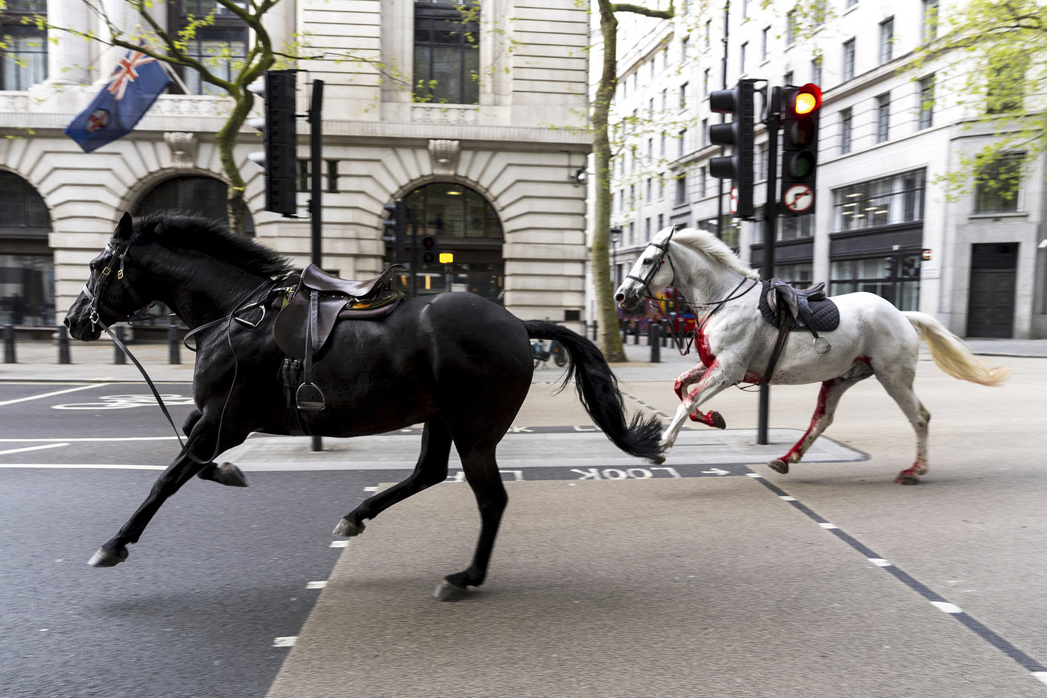 Runaway military horses race through London, with one seemingly covered in blood