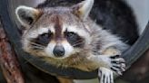 How to Make Homemade Raccoon Repellent