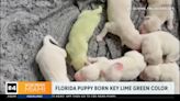 Watch: Florida golden retriever gives birth to lime green puppy