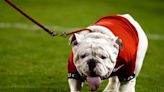 Uga X to retire, 10-month-old puppy to take over duties as Uga XI