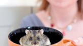 'Souper' dwarf hamster wins Advertiser's Top Pet 2024 award