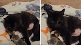 Cat heartbroken after losing two of her babies—then foster mom gets a call