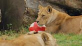 Longleat lion Harry Mane proves to ultimate goal predator