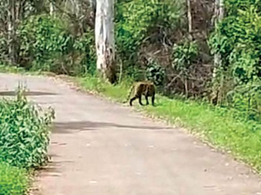 Tiger spotted in outskirts of Mysuru - Star of Mysore