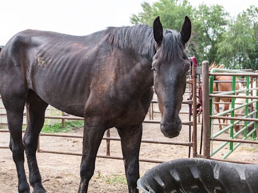 Des Moines man charged with livestock neglect after malnourished carriage horse seen downtown