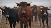 A cow in SC tested positive for mad cow disease. What is the possible threat to NC?