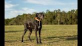 Great Dane with a heart ‘as big as her stature’ needs a new home in Florida. Meet Suzy