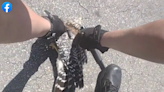 Watch hawk get rescued from death’s grip as two Florida deputies wrangle angry snake