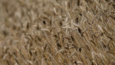 Aumentan las previsiones de existencias de trigo blando en Francia para 2023/24