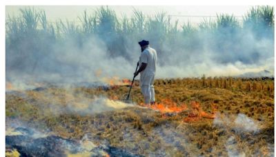 Stubble Burning in Punjab: NGT Seeks Answers About Paddy Straw Management on Farms - News18