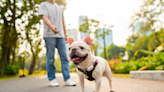 New Report Says These 10 U.S. Cities Have the Best Dog Parks