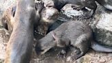 Singapore otter photographed with trash around neck at Robertson Quay