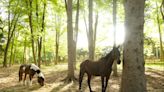 For 20 years, North Jersey horse farm has helped riders with disabilities hit their stride