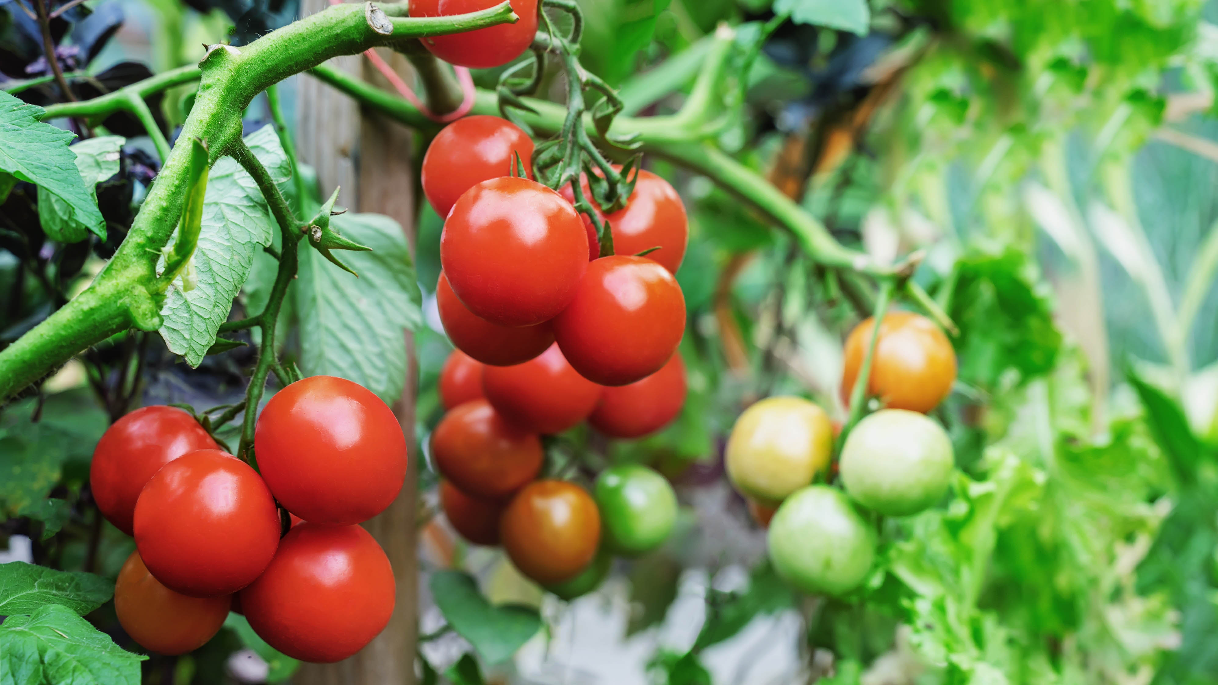 7 top tips for growing juicy tomatoes