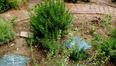 Gardening for You: Herbs can complement each other