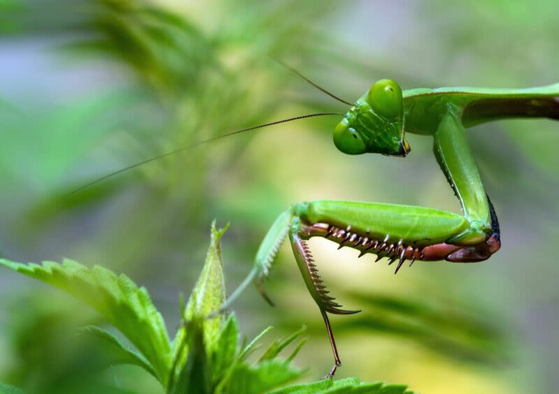 The praying mantis is a predator: Lifeform of the week