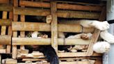 Police find 2,000 dead cats intended for use in traditional medicine