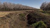 California Rain Brings Limited Relief to Dried-Out Almond Farms