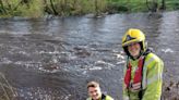 Look: Stranded bull hoisted out of muddy river in England