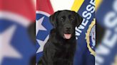 ‘Thank you for your loyalty and service’ | Tennessee agency mourns loss of retired K-9 agent