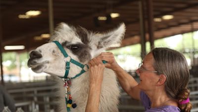 Pets, livestock among the thousands evacuated from Ruidoso wildfires