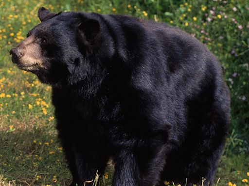 California woman was harassed by aggressive black bear she named ‘Big B---ard’ before fatal mauling in home