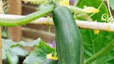 How to grow cucumbers – a simple guide to growing them in pots