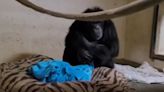 Moment chimpanzee sees her baby for first time after giving birth by emergency C-section