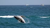 Gray Whales Shrinking Fast As Climate Warms