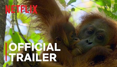 Secret Lives of Orangutans Trailer: David Attenborough starrer Secret Lives of Orangutans Official Trailer