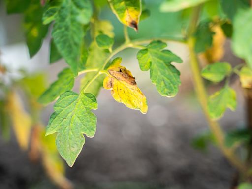 Why Your Tomato Plant Leaves Are Turning Yellow—and How to Fix It, According to Experts
