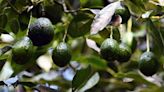 U.S. to resume avocado inspections in Mexican state that were halted by violence