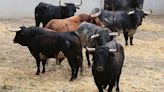 Segundo encierro de San Fermín 2024: los toros de Cebada Gago