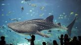 Georgia Aquarium Shares How They Transported Whale Sharks to the U.S. in Informative TikTok