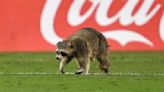 Raccoon, chased by staff with trash cans, storms pitch during soccer game