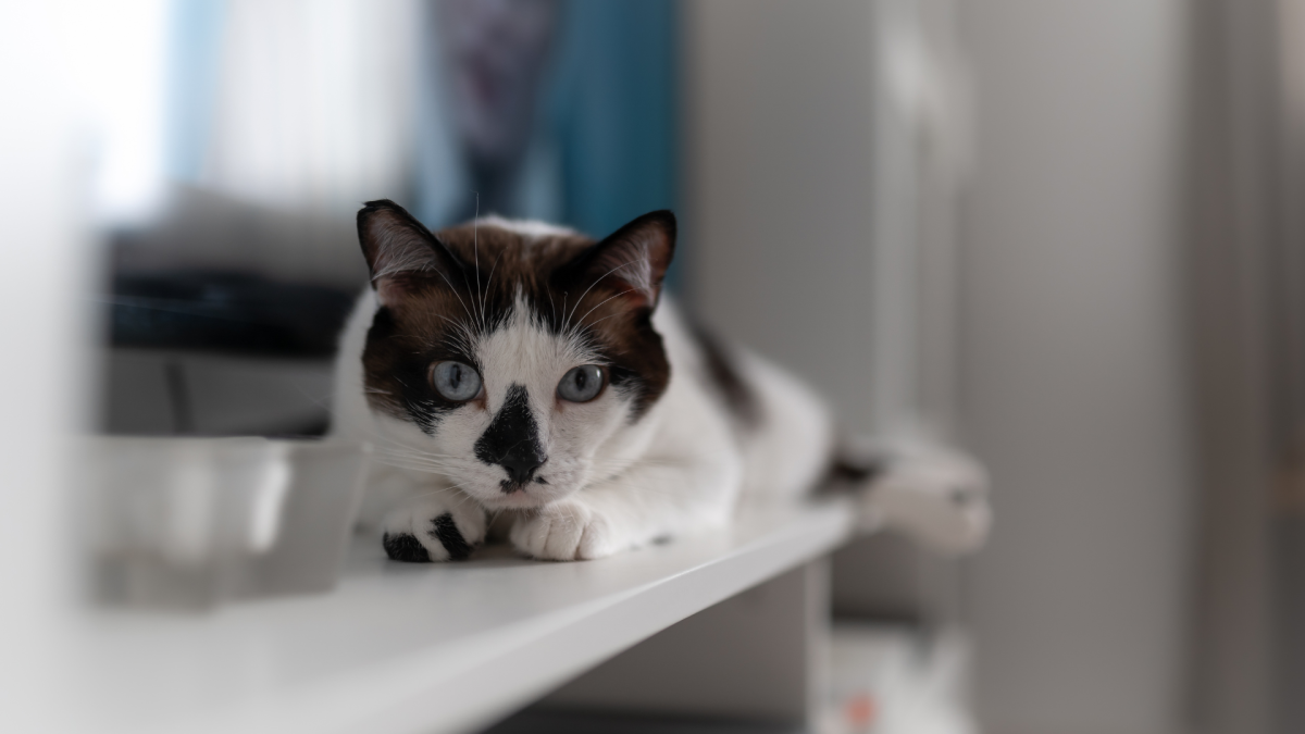 Cat Becomes a ‘Spotter’ While Watching Olympic Gymnastics and Earns a Perfect 10