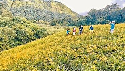 花蓮金針花季開跑 盛開到10月