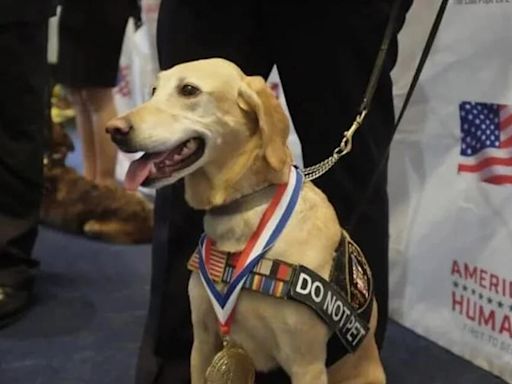 Vida y obra de Summer, la condecorada labradora retriever que salvó miles de vidas con su olfato